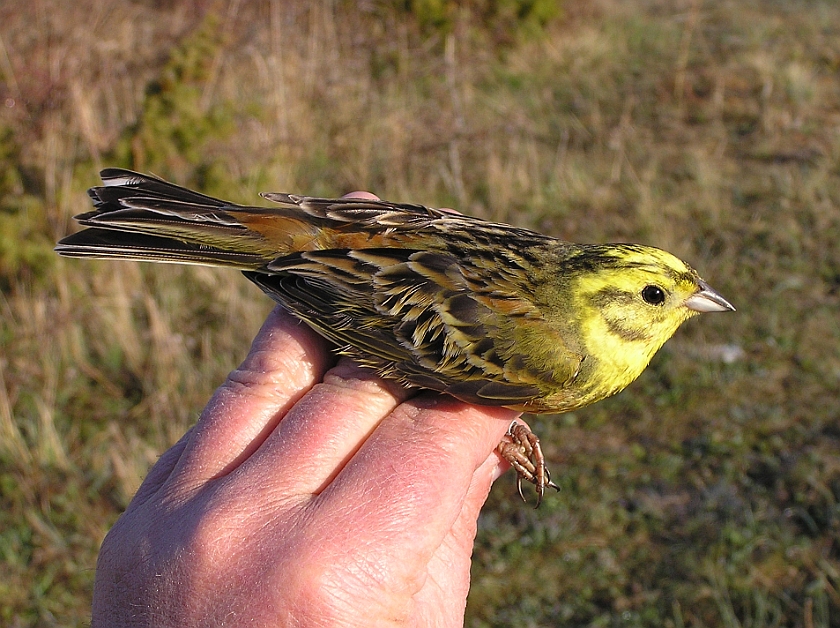 Yellowhammer, Sundre 20050510